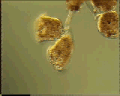 View Campanella sp. QuickTime movie - 3.256 mb