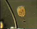 View Campanella sp. QuickTime movie - 1.515 mb