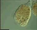 View Campanella sp. QuickTime movie - 2.714 mb