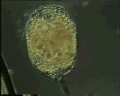 View Campanella sp. QuickTime movie - 0.854 mb