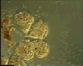 View Campanella sp. QuickTime movie - 1.499 mb