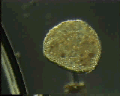 View Campanella sp. QuickTime movie - 3.024 mb