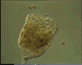 View Campanella sp. QuickTime movie - 6.279 mb