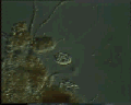 View Bodo sp. QuickTime movie - 2.596 mb