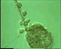 View Campanella sp. QuickTime movie - 6.663 mb
