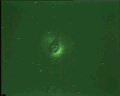 View Capsellina bryorum QuickTime movie - 4.172 mb