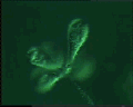 View Zoothamnium simplex QuickTime movie - 0.977 mb