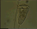 View Vorticella sp. QuickTime movie - 3.026 mb
