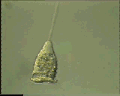 View Vorticella sp. QuickTime movie - 1.778 mb