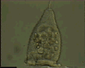 View Vorticella sp. QuickTime movie - 2.171 mb
