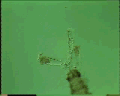 View Acineta sp. QuickTime movie - 2.78 mb