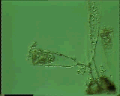 View Acineta sp. QuickTime movie - 4.181 mb