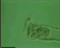View Acineta sp. QuickTime movie - 5.322 mb