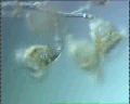 View Campanella umbellaria QuickTime movie - 2.453 mb