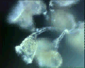 View Campanella umbellaria QuickTime movie - 2.638 mb