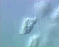 View Carchesium polypinum QuickTime movie - 2.793 mb