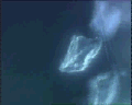 View Carchesium polypinum QuickTime movie - 2.327 mb