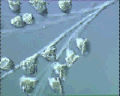 View Carchesium polypinum QuickTime movie - 4.342 mb