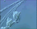 View Carchesium polypinum QuickTime movie - 4.075 mb
