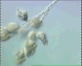 View Carchesium polypinum QuickTime movie - 3.801 mb