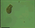 View Trochilia minuta QuickTime movie - 3.677 mb