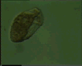 View Trochilia minuta QuickTime movie - 1.747 mb