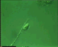 View Trochilia minuta QuickTime movie - 2.359 mb