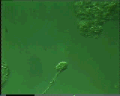 View Trochilia minuta QuickTime movie - 4.637 mb