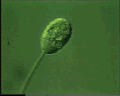 View Vorticella sp. QuickTime movie - 1.007 mb