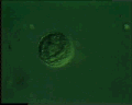 View Vorticella sp. QuickTime movie - 0.465 mb