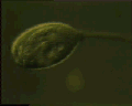 View Vorticella sp. QuickTime movie - 0.928 mb