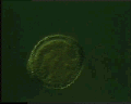 View Vorticella sp. QuickTime movie - 0.423 mb