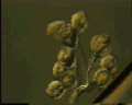 View Zoothamnium sp. QuickTime movie - 2.096 mb