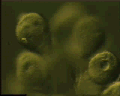 View Zoothamnium sp. QuickTime movie - 0.885 mb