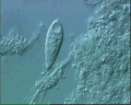 View Acineria uncinata QuickTime movie - 0.965 mb