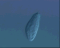 View Acineria uncinata QuickTime movie - 1.74 mb