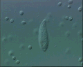 View Acineria uncinata QuickTime movie - 1.844 mb