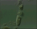 View Acineta tuberosa QuickTime movie - 1.254 mb