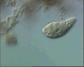 View Amphileptus claparadei QuickTime movie - 1.141 mb