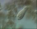 View Amphileptus claparadei QuickTime movie - 0.912 mb