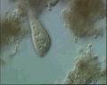 View Amphileptus claparadei QuickTime movie - 1.062 mb