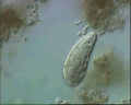 View Amphileptus claparadei QuickTime movie - 0.478 mb