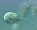 View Amphileptus claparadei QuickTime movie - 1.748 mb