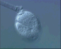 View Amphileptus claparadei QuickTime movie - 1.405 mb