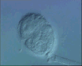 View Amphileptus claparadei QuickTime movie - 1.361 mb