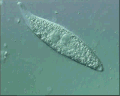 View Amphileptus pleurosigma QuickTime movie - 1.388 mb