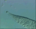 View Amphileptus pleurosigma QuickTime movie - 1.467 mb