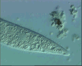 View Amphileptus pleurosigma QuickTime movie - 3.587 mb