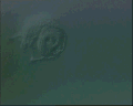 View Amphileptus punctatus QuickTime movie - 1.42 mb