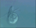 View Amphileptus punctatus QuickTime movie - 0.283 mb